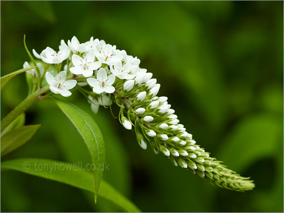 Lysimachia clethroides <br>Gooseneck Loosestrife